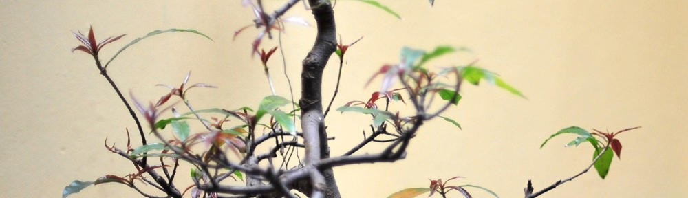 My Little Adult Shop